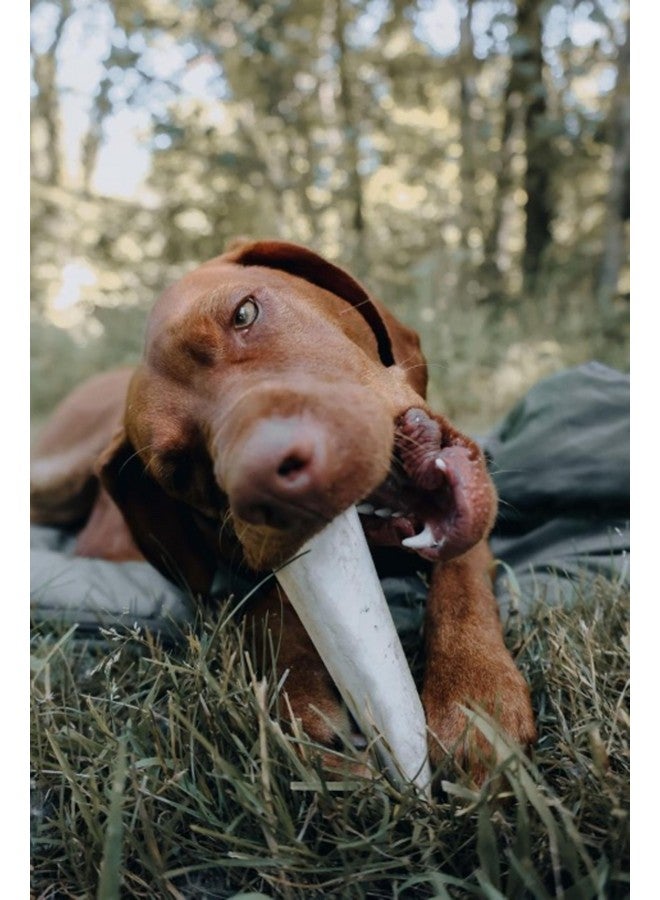 كاديت عظم قصبة الساق المحشو من كاديت - سهل الهضم، غني بالبروتين، عظم مضغ للكلاب طويل الأمد للمضغ العدواني، يدعم صحة الأسنان - بنكهة الدجاج، كبير (1 قطعة) - Image 2