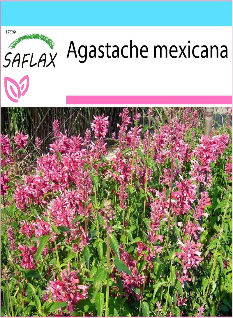 GGOOT Gift Set - Mexican Giant Hyssop - 50 Seeds - Agastache Mexicana - Image 1