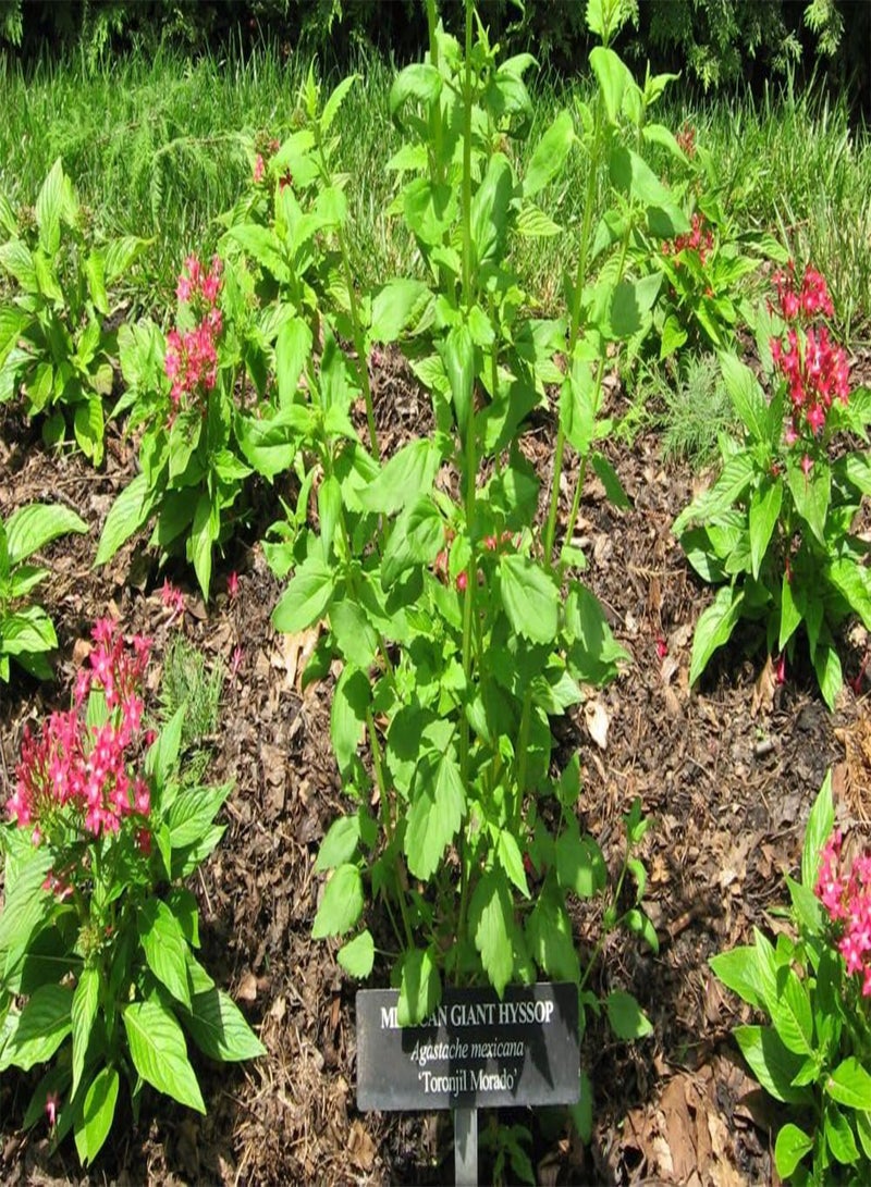 GGOOT Gift Set - Mexican Giant Hyssop - 50 Seeds - Agastache Mexicana - Image 5