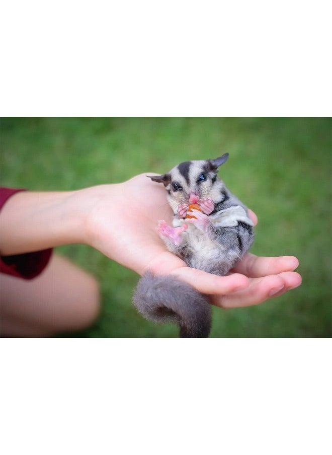 EXOTIC NUTRITION Fruit & Nut Mix - Healthy & Unique Mixed Nuts & Dried Fruit Treat - Sugar Gliders, Squirrels, Marmosets, Parrots, Birds, Rats, Rabbits, Guinea Pigs, Hamsters, Chinchillas & Other Small Pets… (8 oz)  - Image 4