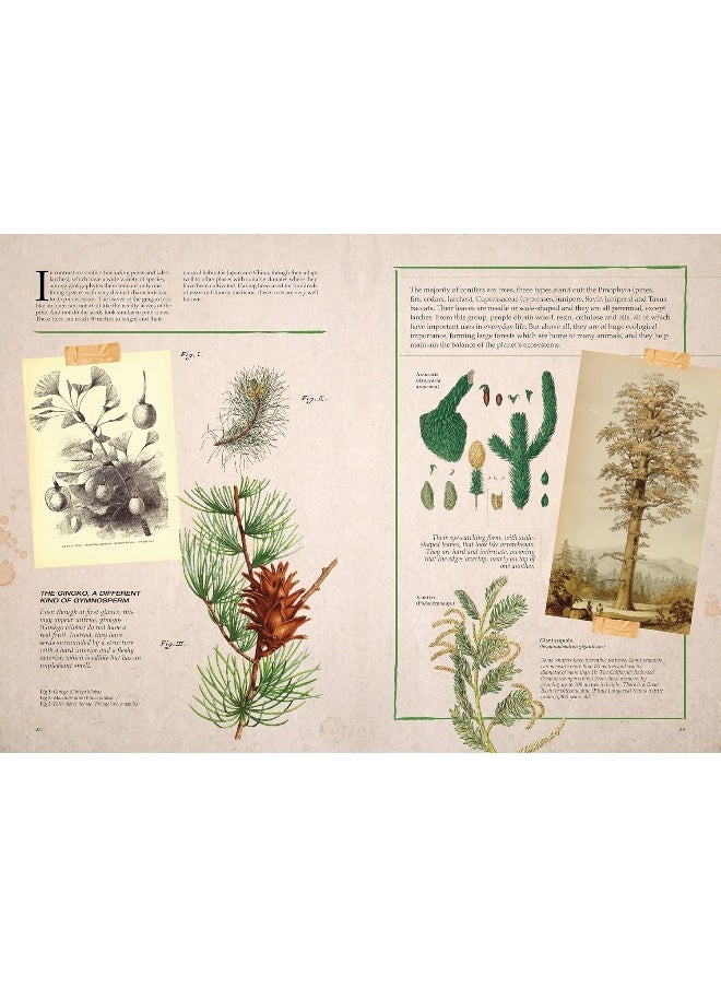 null - Illustrated Botany: The Virtual Plant Museum - Image 1
