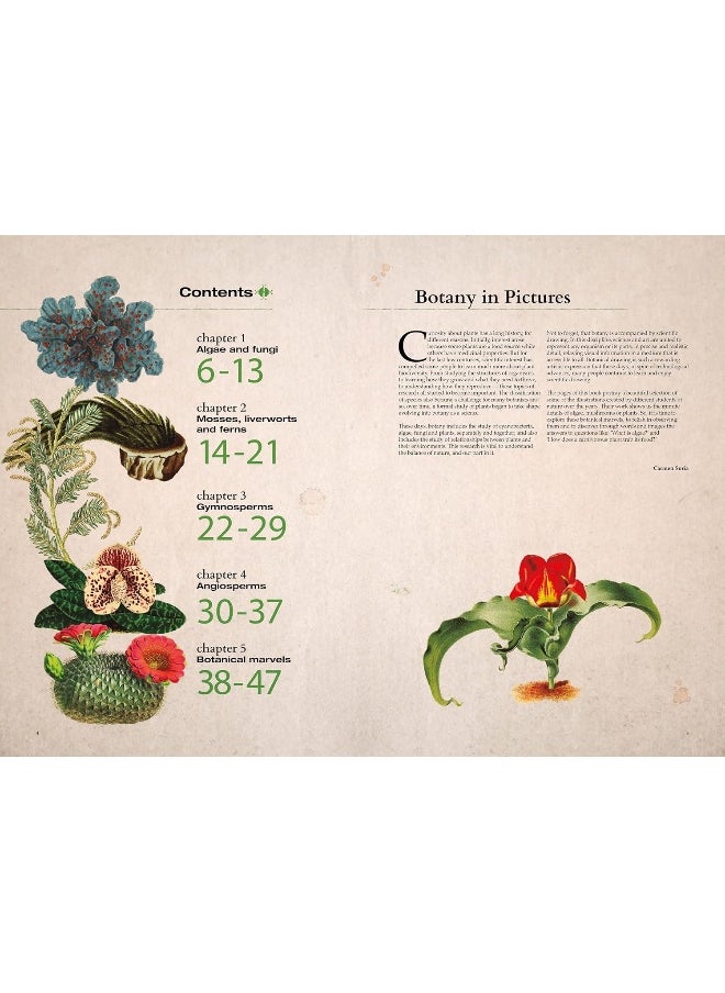null - Illustrated Botany: The Virtual Plant Museum - Image 1