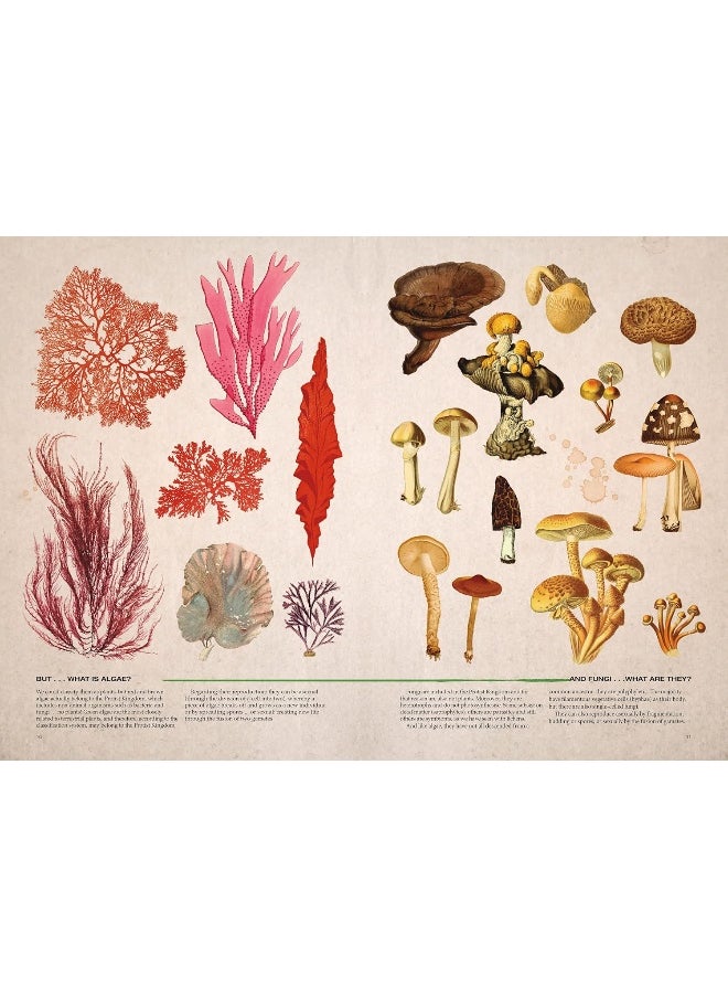 null - Illustrated Botany: The Virtual Plant Museum - Image 1