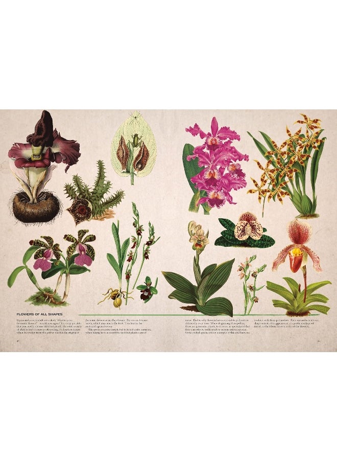 null - Illustrated Botany: The Virtual Plant Museum - Image 1
