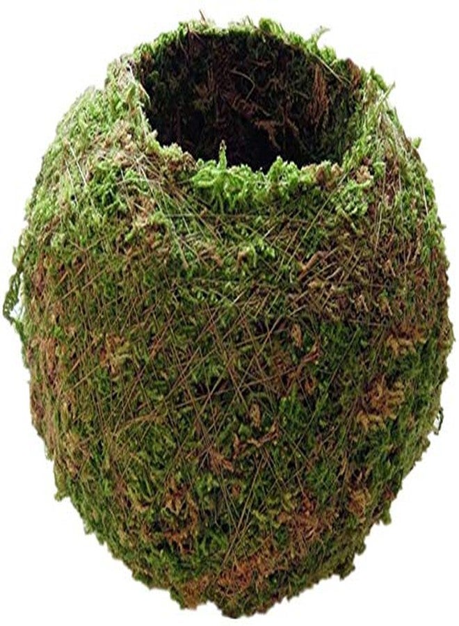 FRECI Moss Ball Flower Pot Natural Planter Bonsai Plant Holder Bird Nest for DIY Gardening Home Table Decoration - 18cm - Image 2