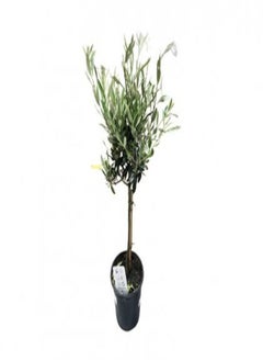 Olive Tree