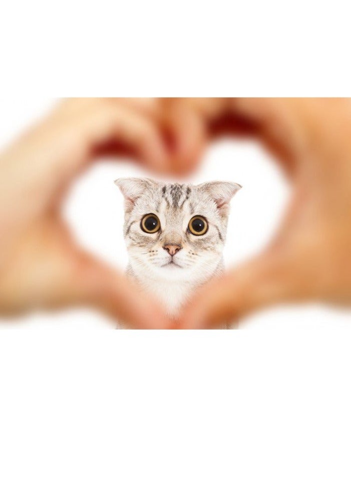 شيسر معلبات متعددة تونا مع الجمبري في الجيلي للقطط 6×50غ - Image 3