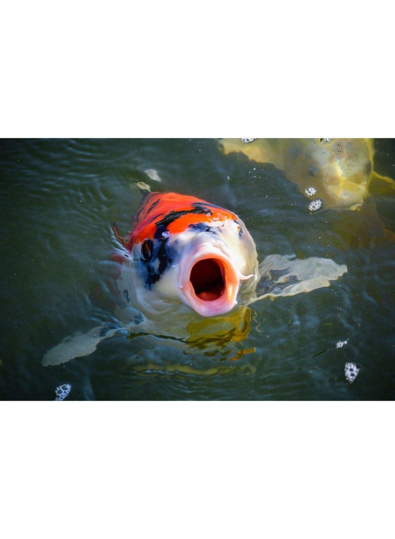 Sera Koi All Seasons Probiotic 500g - Image 3