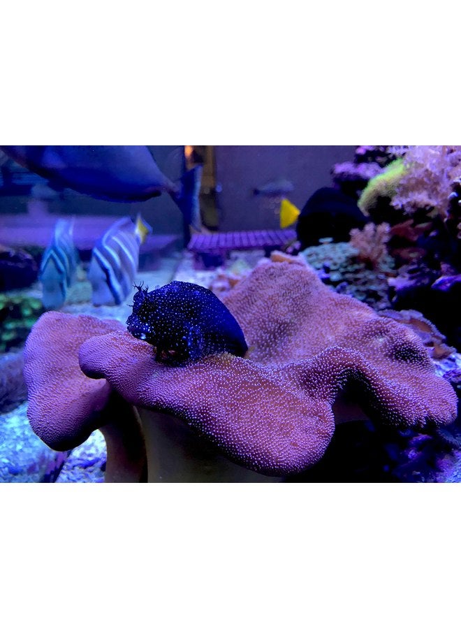 سي تشيم سيتشيم ريف العناصر النزرة 500 مل - Image 4