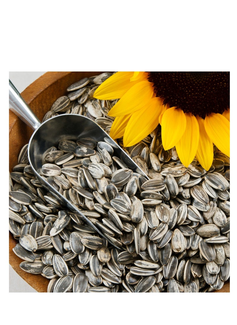 Small Size Sunflower Seeds for Bird (2 KG) - pzsku/ZD09CA73F2BF537616ABAZ/45/_/1713461876/12e9f9a2-d59f-4e4e-91b7-8ea8472c0d2e