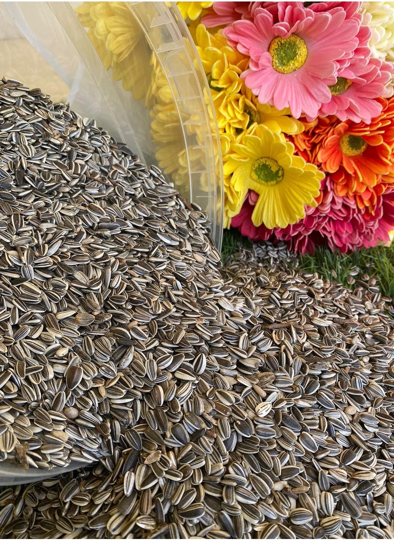 Small Size Sunflower Seeds for Bird (2 KG) - pzsku/ZD09CA73F2BF537616ABAZ/45/_/1719246209/5e750d62-79b1-4e00-9b0b-b18fa660fcff