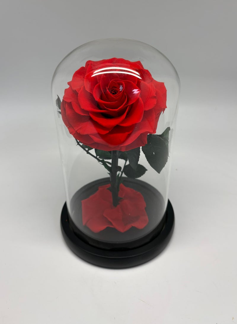 Red Single Forever Rose in Glass Dome – Preserved Single Rose for Lasting Love and Elegance - Image 1