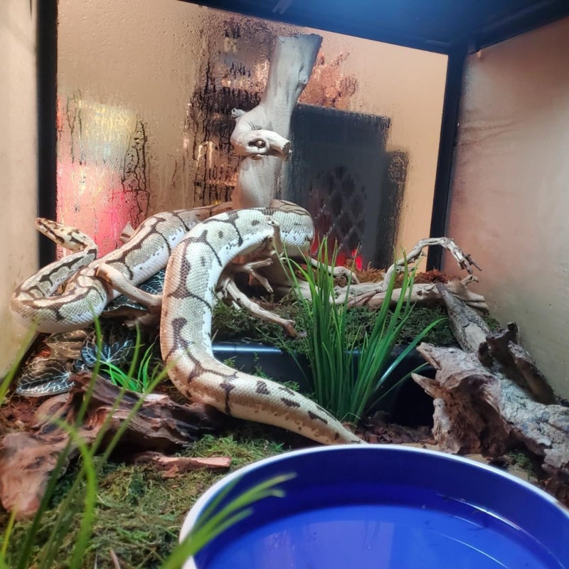 Amypet Different Size Reptile Use Hide Cave for Snakes,Reptiles, Ball Pythons Durable Material Easy to Clean 10.2 x7.48 x 2.75inch (L) - Image 2