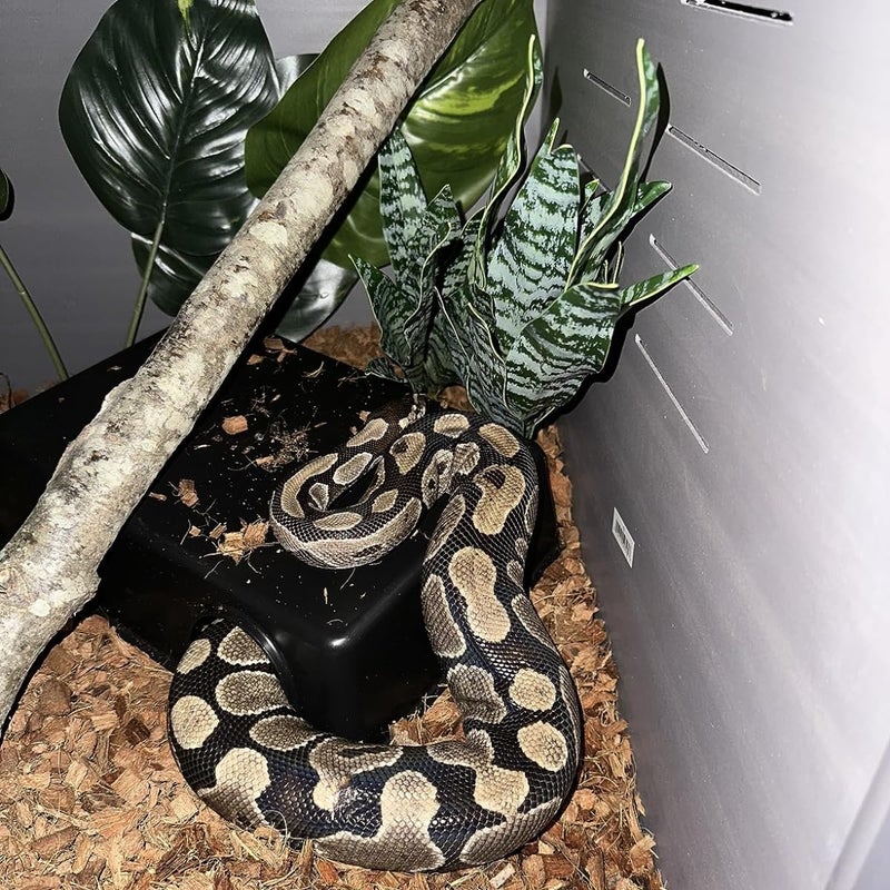 Amypet Different Size Reptile Use Hide Cave for Snakes,Reptiles, Ball Pythons Durable Material Easy to Clean 10.2 x7.48 x 2.75inch (L) - Image 4