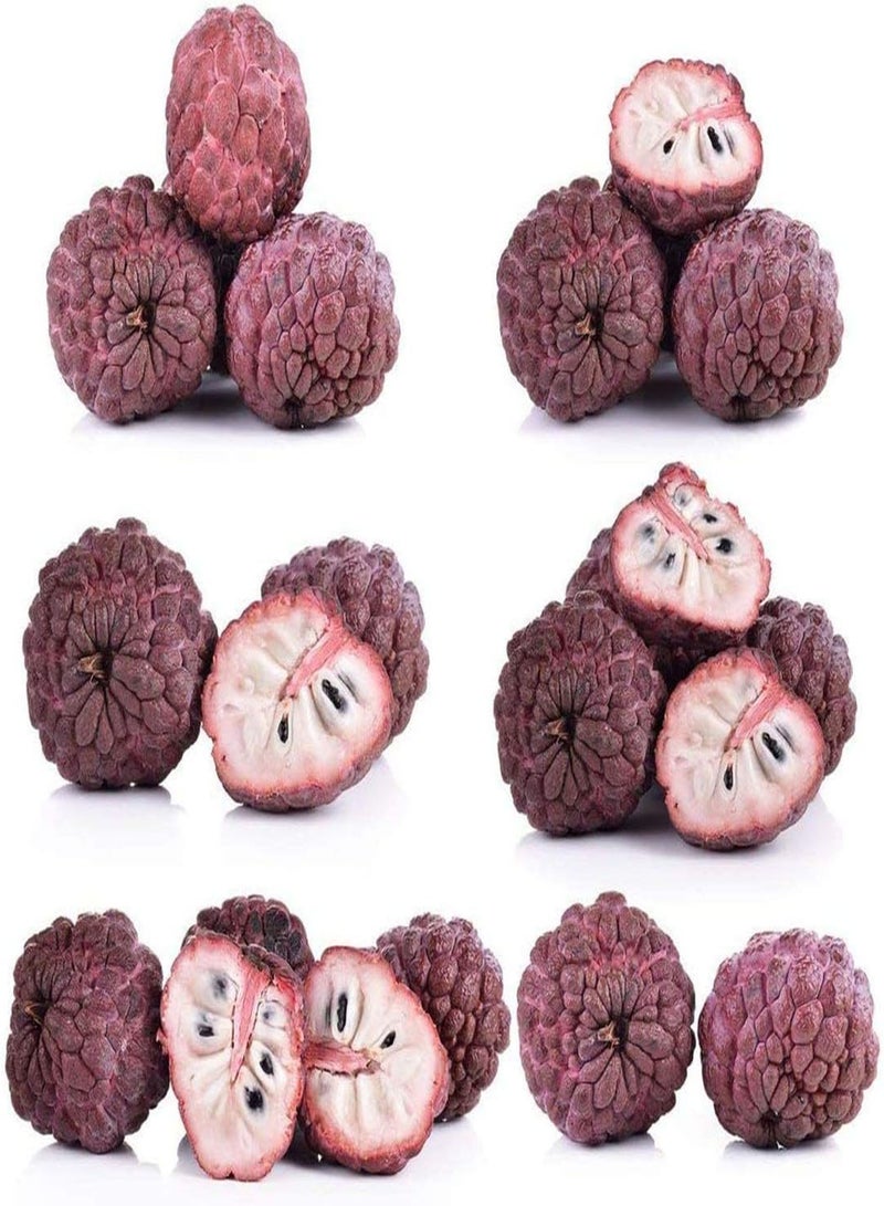 GGOOT 20Stück Annona Samen Zuckerapfel Fruchtsamen gepflanzt im Gartenhof Zuckerapfelschale umwickelt mit Fruchtfleischfarben frisch angenehm - Image 2