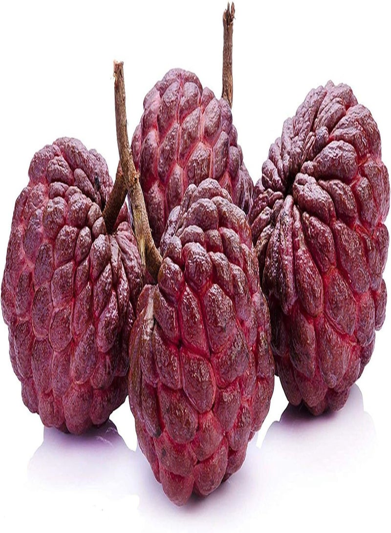 GGOOT 20Stück Annona Samen Zuckerapfel Fruchtsamen gepflanzt im Gartenhof Zuckerapfelschale umwickelt mit Fruchtfleischfarben frisch angenehm - Image 1