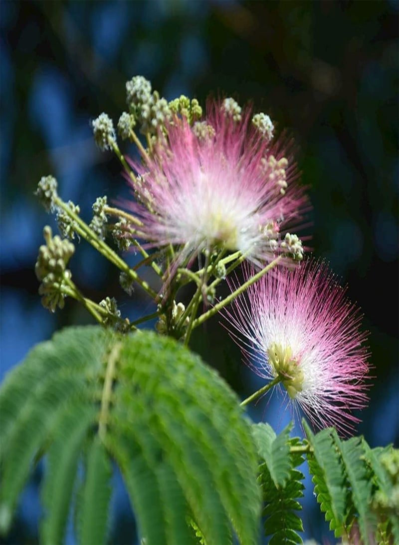 GGOOT 30pcs Pink Beautiful Gorgeous Albizia Seeds Planting in Front of House Good Decorative Embellishment Effect Make Your House Unique - Image 2