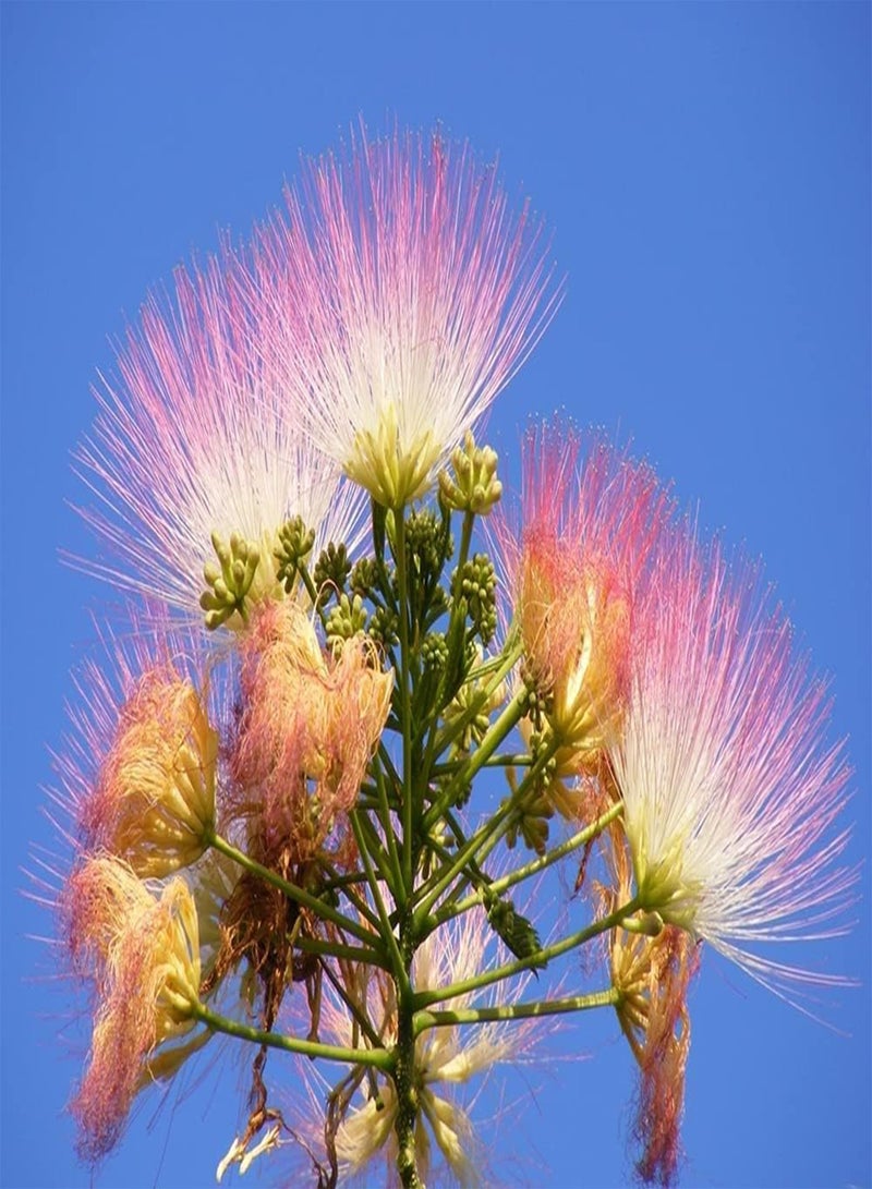 GGOOT 30pcs Pink Beautiful Gorgeous Albizia Seeds Planting in Front of House Good Decorative Embellishment Effect Make Your House Unique - Image 3