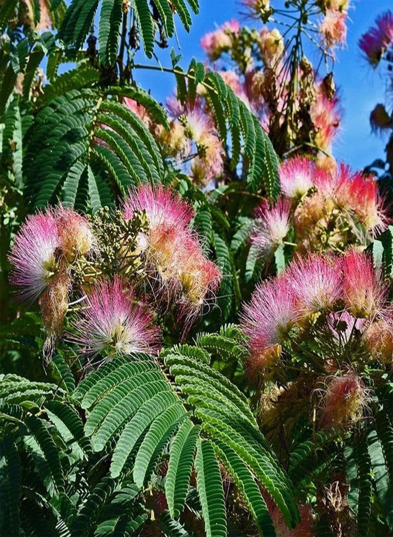 GGOOT 30pcs Pink Beautiful Gorgeous Albizia Seeds Planting in Front of House Good Decorative Embellishment Effect Make Your House Unique - Image 1
