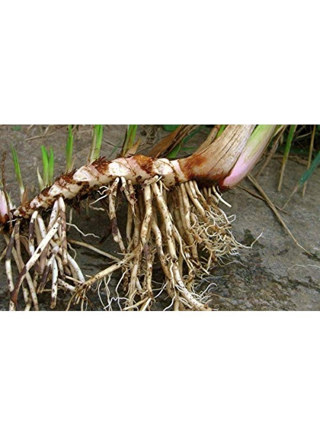 Neotea Vasambu Powder Vacha Root | Sweet Flag Acorus Calamus | Vayambu Powder | Dried Root Herbal Supplement | Natural Sweet Flag Sambu Calamus | Vacha Acorus Calamus Powder | Ayurvedic Remedy | 100% Pure & Organic 300GM - Image 4