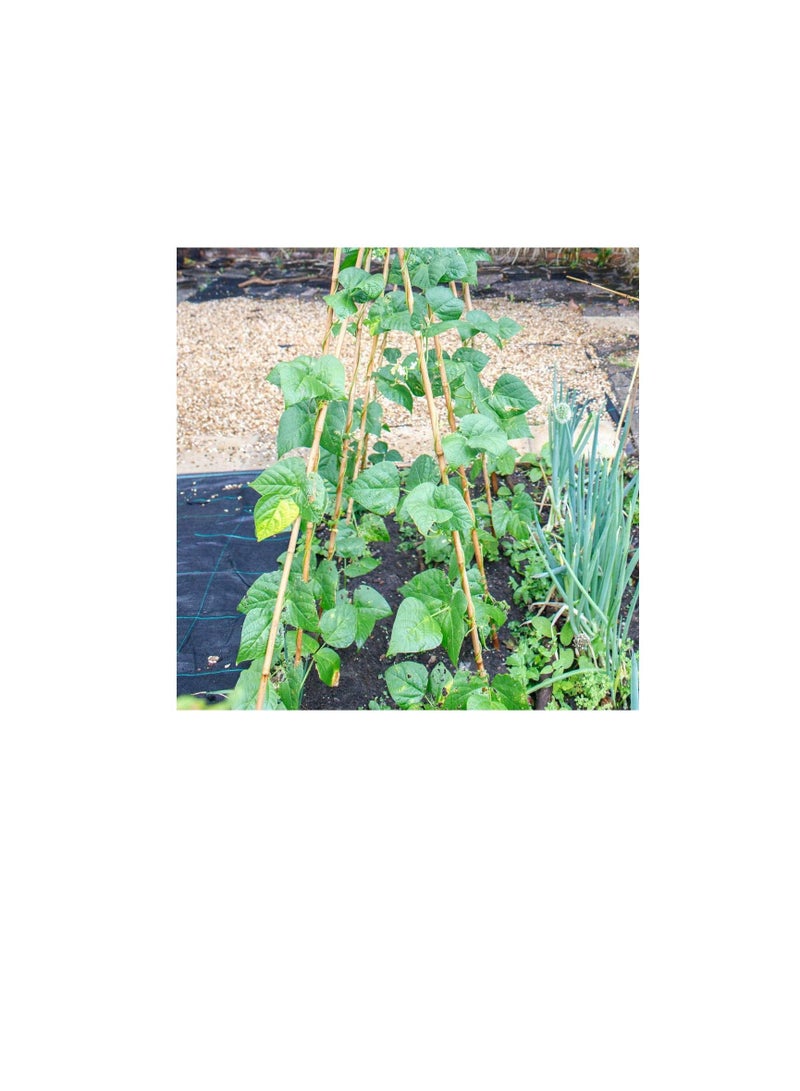 Pllieay Pllieay 25 Pieces Bamboo Stakes Garden Stakes for Indoor and Outdoor Gardening Plant Supports, 2 Feet  - Image 3