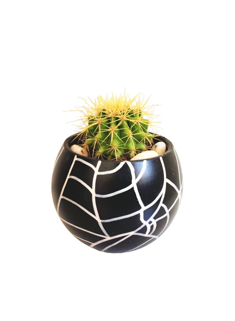 Shatla Shop Golden Ball Cactus