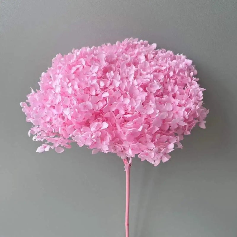 Bluejw Sale Preserved Dried Flowers Anna Hydrangea for Wedding Bouquet Decorations – Natural Dried Plants for DIY Handmade Arrangements - Image 5