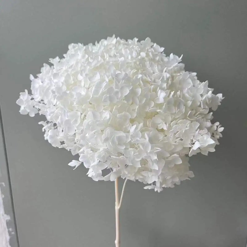 Bluejw Sale Preserved Dried Flowers Anna Hydrangea for Wedding Bouquet Decorations – Natural Dried Plants for DIY Handmade Arrangements - Image 3