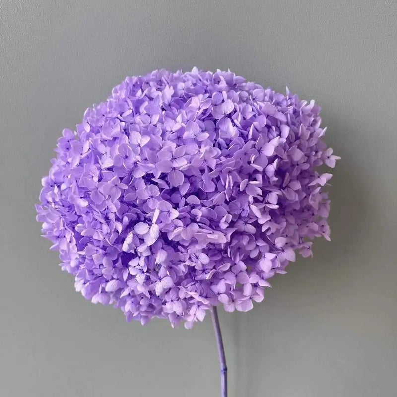 Bluejw Sale Preserved Dried Flowers Anna Hydrangea for Wedding Bouquet Decorations – Natural Dried Plants for DIY Handmade Arrangements - Image 4