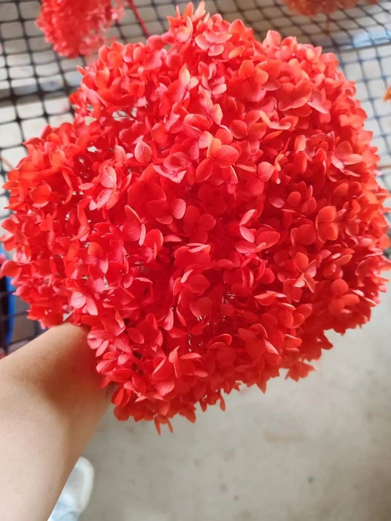 Bluejw Sale Preserved Dried Flowers Anna Hydrangea for Wedding Bouquet Decorations – Natural Dried Plants for DIY Handmade Arrangements - Image 1