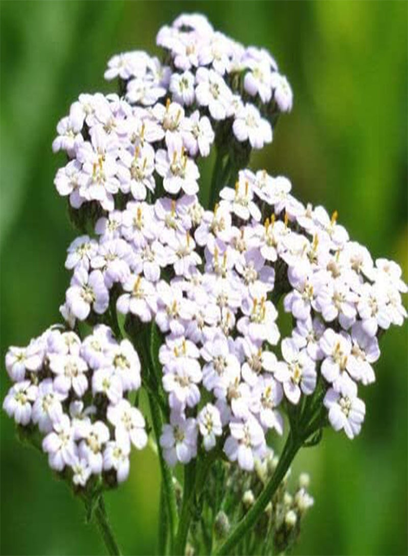GGOOT Yarrow White Achillea Millefolium (PKD) - 12,00 Bulk Seeds