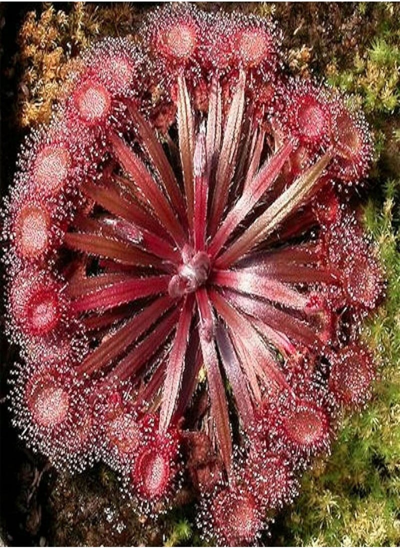 GGOOT - 20Pcs/Bag Drosera Falconeri Seeds - Image 1