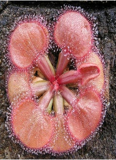 20Pcs/Bag Drosera Falconeri Seeds