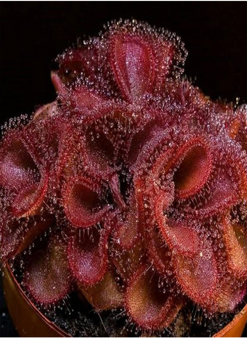 GGOOT - 20Pcs/Bag Drosera Falconeri Seeds - Image 1