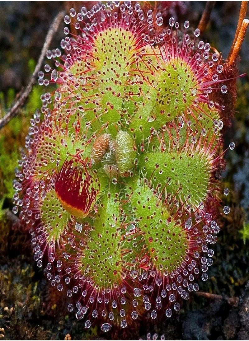 GGOOT - 20Pcs/Bag Drosera Falconeri Seeds - Image 1