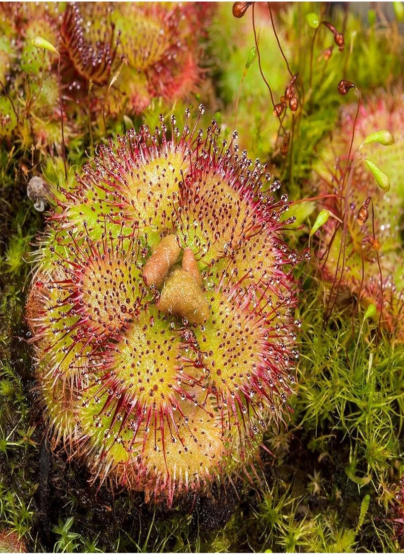 GGOOT - 20Pcs/Bag Drosera Falconeri Seeds - Image 1