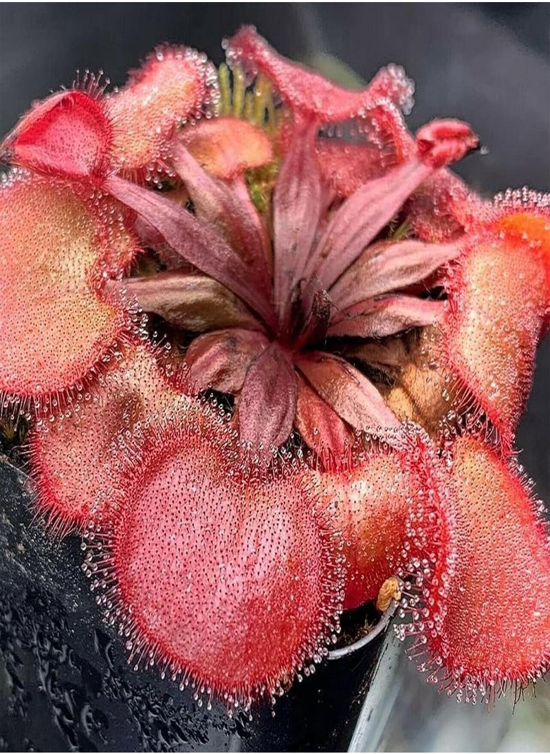 GGOOT - 20Pcs/Bag Drosera Falconeri Seeds - Image 1