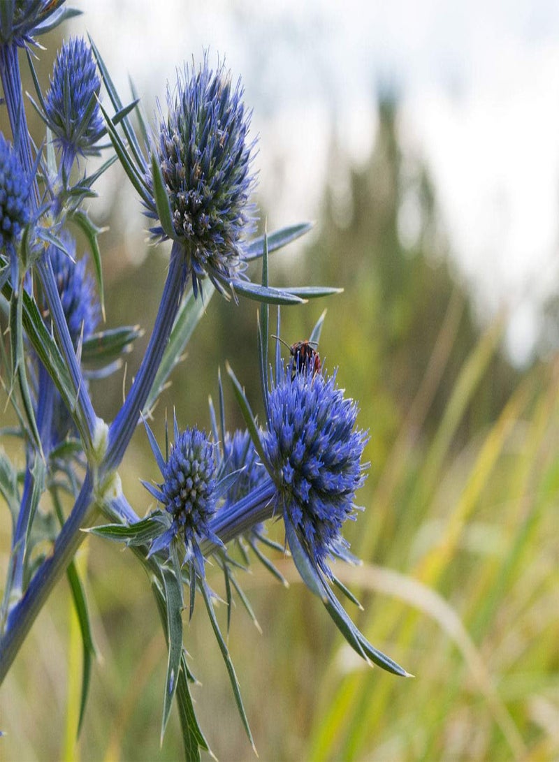 GGOOT Eryngium Planum Blaukappe (Sea Holly 'Blaukappe') 15 Hardy Perennial Flower Seeds - Image 1