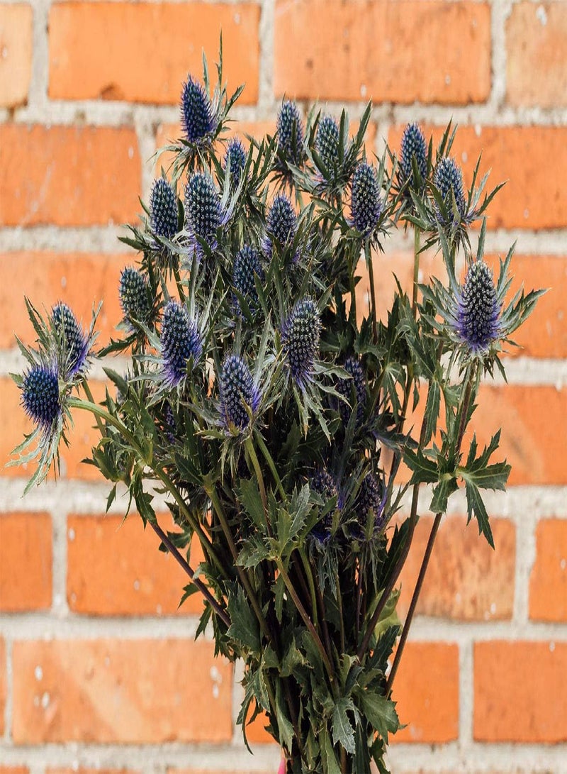 GGOOT Eryngium Planum Blaukappe (Sea Holly 'Blaukappe') 15 Hardy Perennial Flower Seeds - Image 2