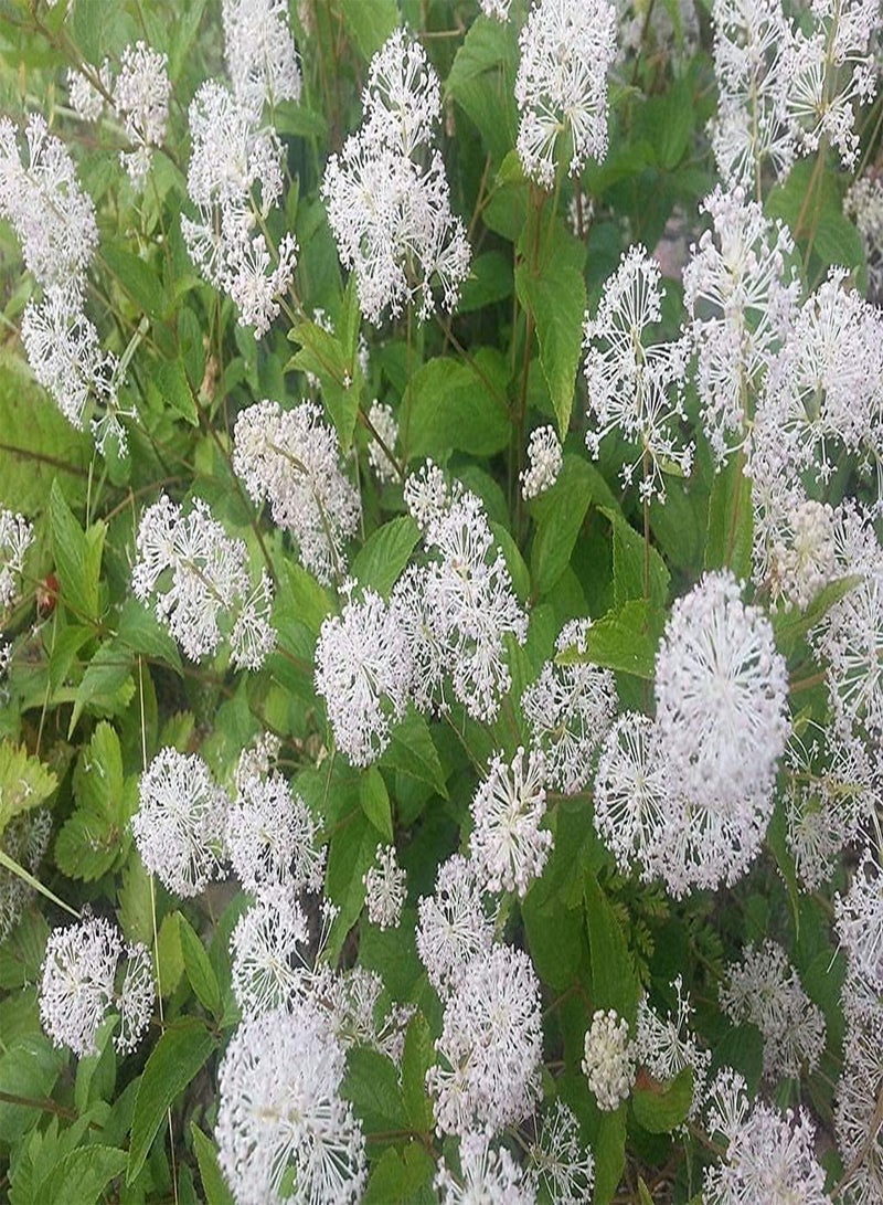 GGOOT 100pcs Seeds of Ceanothus americanus, New Jersey Tea - Image 2