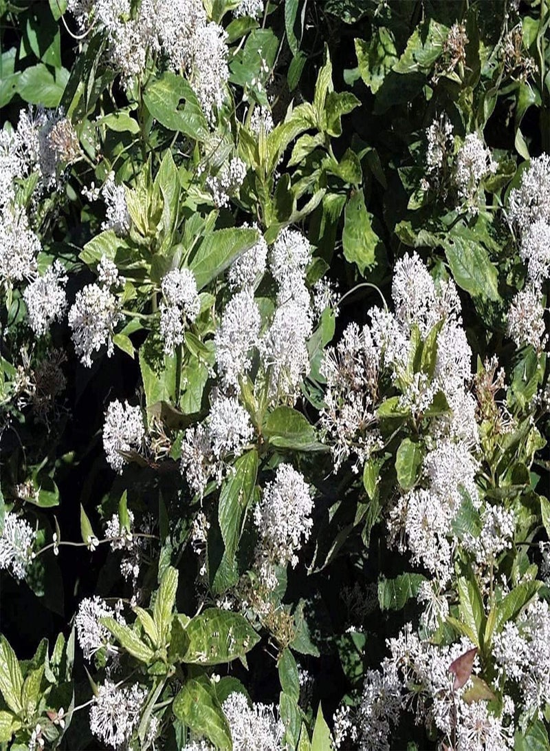GGOOT 100pcs Seeds of Ceanothus americanus, New Jersey Tea - Image 1