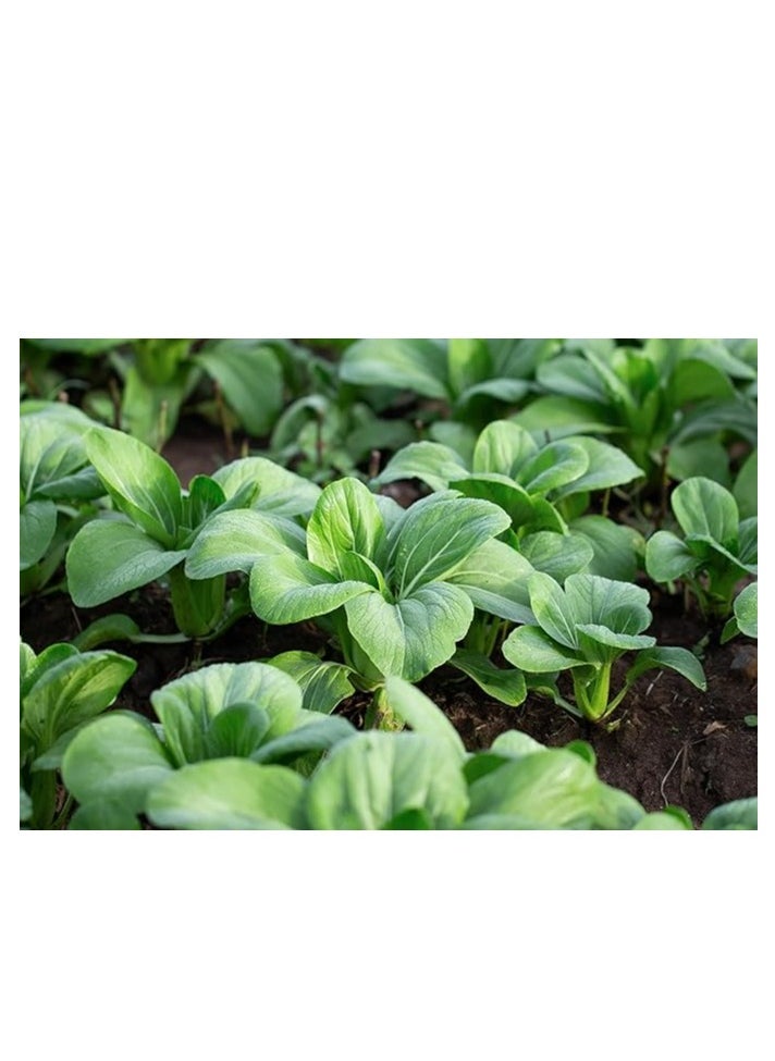 3Pack Bok Choy Organic Chinese Cabbage Seeds For Planting Grow Cabbage At Home NON GMO Vegetable Seeds With 98% Cleaness, 95% Purity, 80% Germination Rate 10g