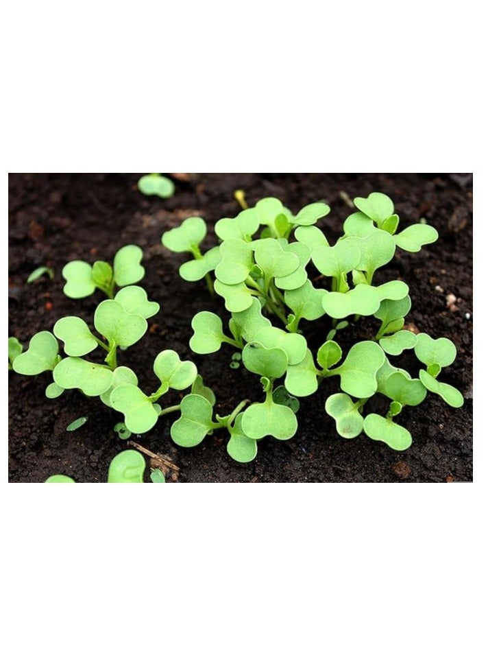 vsell24 PACK OF 3-Bok Choy Organic Chinese Cabbage Seeds For Planting Grow Cabbage At Home NON GMO Vegetable Seeds With 98% Cleaness, 95% Purity, 80% Germination Rate 10g - Image 2
