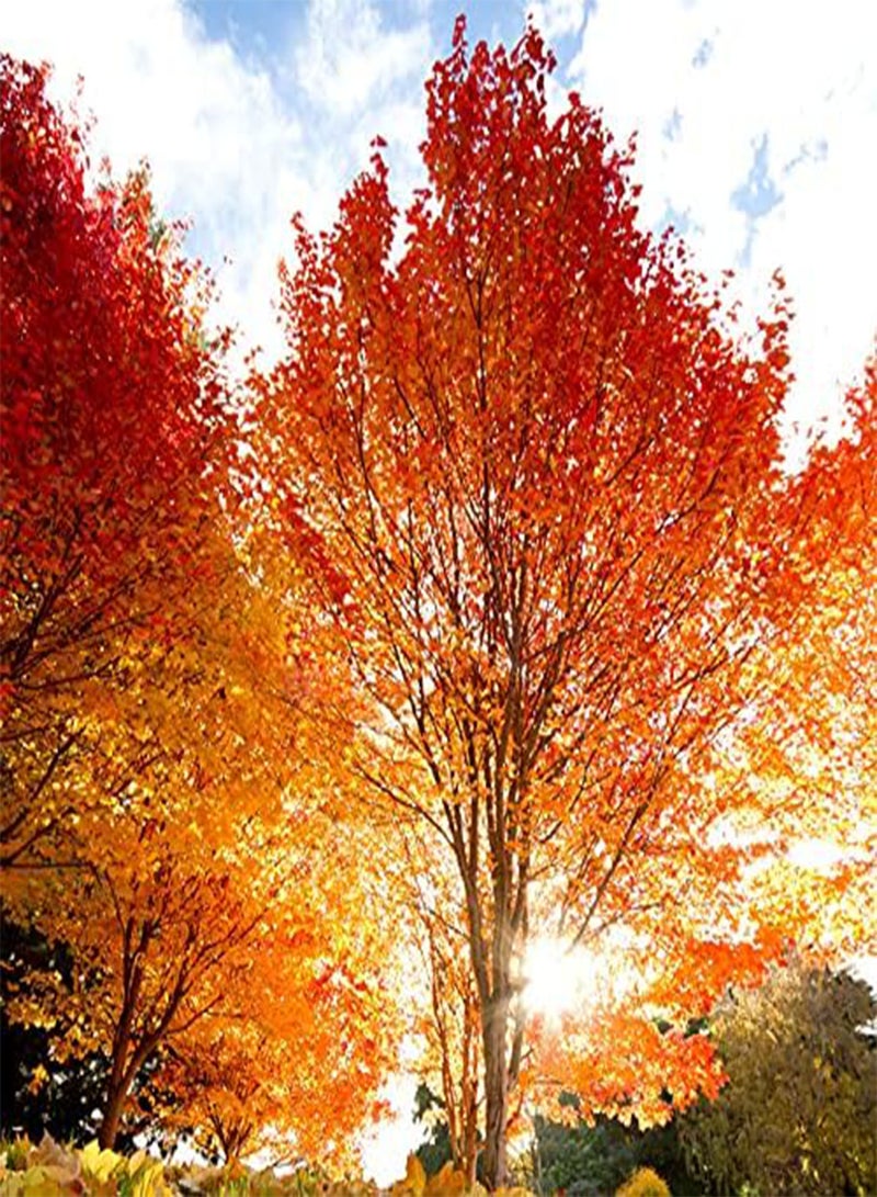 GGOOT 25Pcs Maple Seeds Red Yellow Gradient Leaves are Pleasing to The Eye Suitable for Home Garden Terrace Decoration Has High Ornamental Value - Image 1