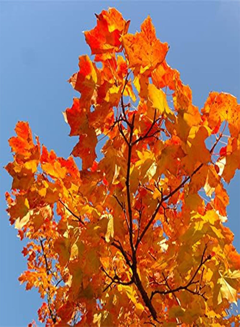 GGOOT 25Pcs Maple Seeds Red Yellow Gradient Leaves are Pleasing to The Eye Suitable for Home Garden Terrace Decoration Has High Ornamental Value - Image 2