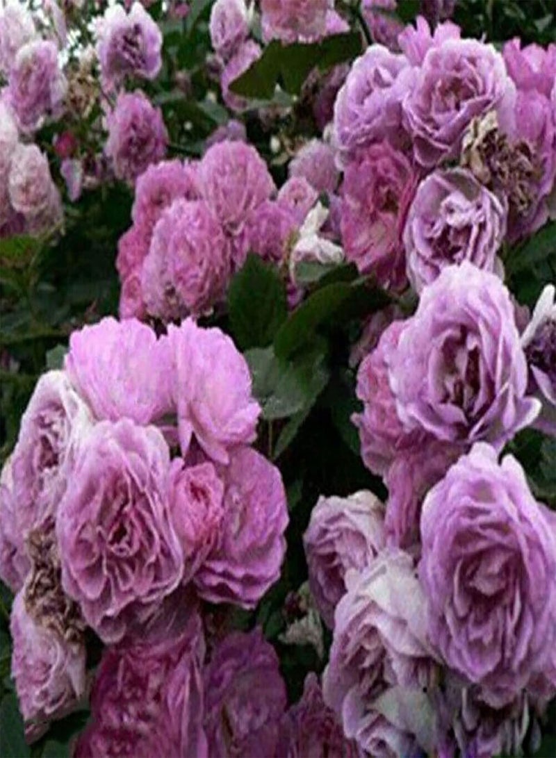 GGOOT 300Pcs/Bag Rose Seeds Easy To Grow Highly Ornamental Fast-Growing Perennial Fragrance-Loving Highly Viable Plant Seeds For Growing In Lawn Beds And Gardens Purple - Image 1