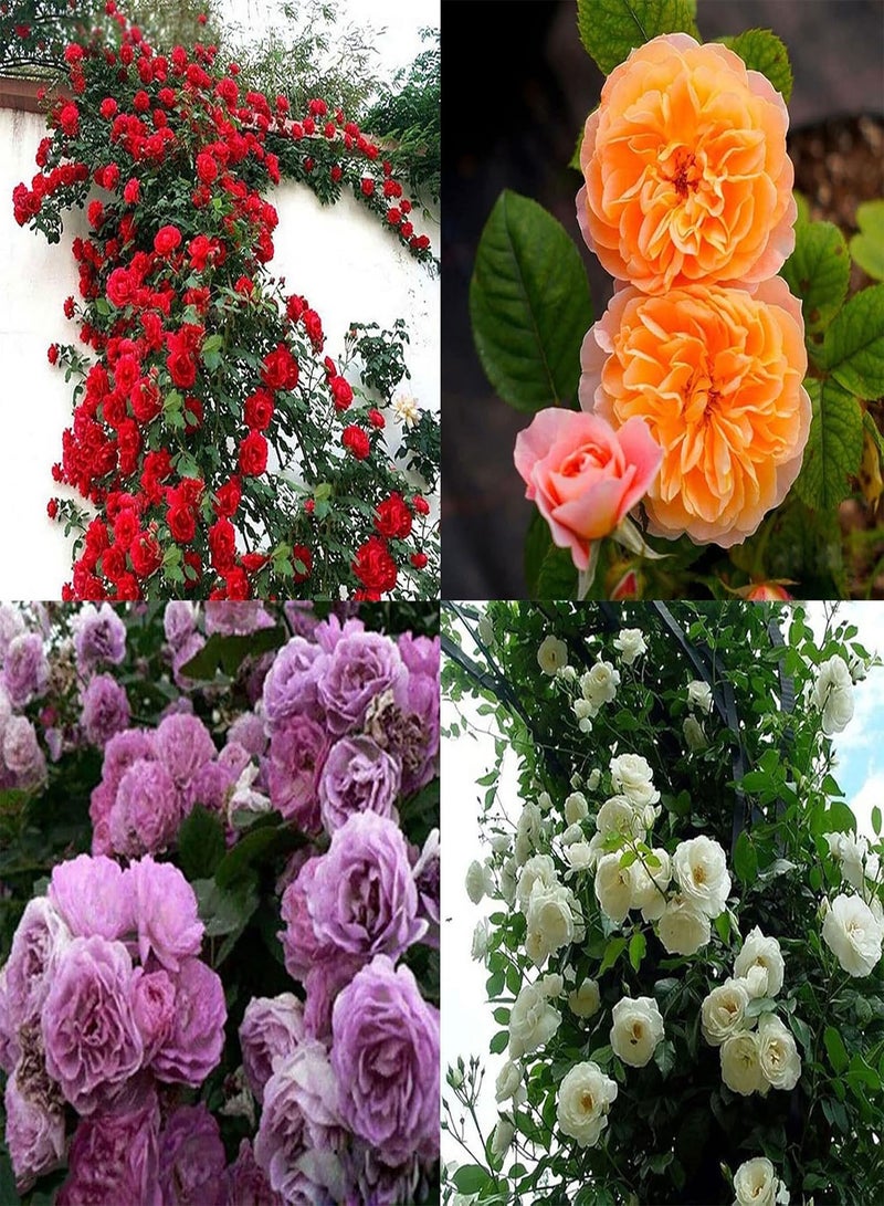 GGOOT 300Pcs/Bag Rose Seeds Easy To Grow Highly Ornamental Fast-Growing Perennial Fragrance-Loving Highly Viable Plant Seeds For Growing In Lawn Beds And Gardens Purple - Image 2