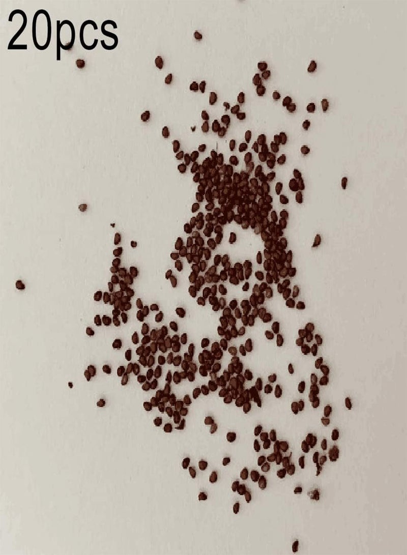 GGOOT 20Pcs Kiwi Strawberry Seeds Grow Kit DIY Bonsai Fruit Garden Planting Seedlings Seeds 1 - Image 2