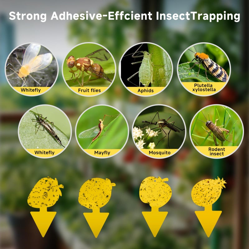 KIKALIFE Fruit Fly Trap & Fungus Gnat Traps 40 Pack â€“ Yellow Sticky Gnat Traps for House Indoor & Outdoor Plants, Non-Toxic and Odorless Insect Bug Catcher - Image 5