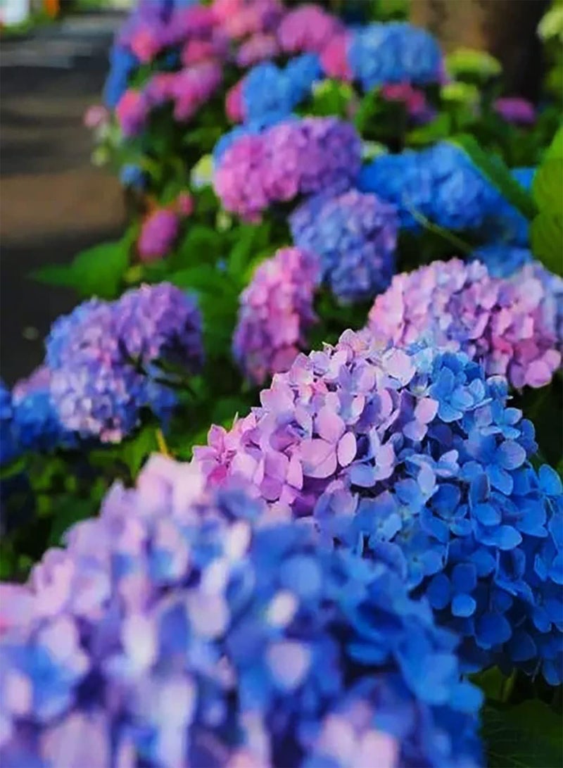 جي جوت 20 قطعة Gemengde Kleur Hortensia Zaden Mooi Gemakkelijk Groeien Weinig Onderhoud Zeldzame Bloemvariëteiten Aanpasbaar للمبتدئين - Image 2